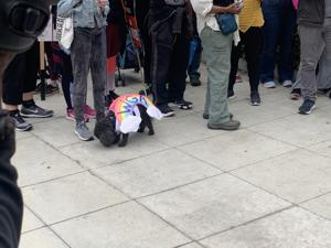 Rainbow-Canine-Solidarity-at-Warner-Bros.jpg